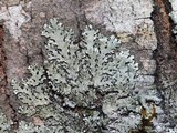 Parmelinopsis minarum image