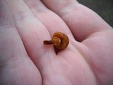 Conocybe rugosa image