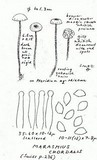 Marasmius chordalis image