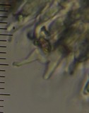 Psilocybe aucklandiae image