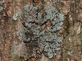 Pyxine sorediata image