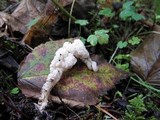 Clavulina rugosa image