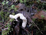 Clavulina rugosa image