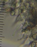 Psilocybe aucklandiae image