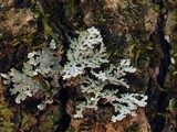 Pyxine sorediata image