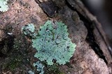 Physcia atrostriata image