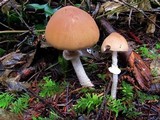 Psathyrella longistriata image