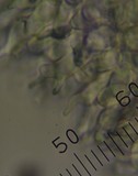 Psilocybe aucklandiae image
