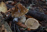 Cortinarius vanduzerensis image