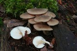 Entoloma lignicola image