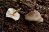 Entoloma lignicola image