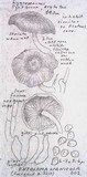 Entoloma lignicola image