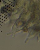Psilocybe aucklandiae image