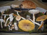 Amanita muscaria var. flavivolvata image