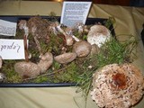 Chlorophyllum rachodes image