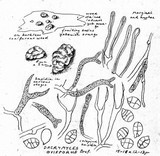 Dacrymyces ovisporus image