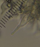 Psilocybe aucklandiae image