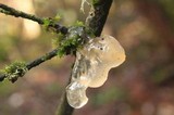 Tremella mesenterella image
