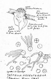 Tremella mesenterella image