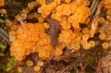 Byssonectria fusispora image