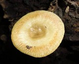 Russula laurocerasi image