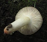 Russula laurocerasi var. fragrans image