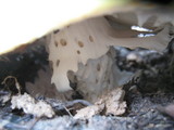 Amanita vernicoccora image