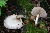 Pluteus petasatus image