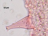 Pluteus petasatus image