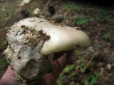Amanita vernicoccora image