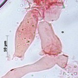 Pluteus petasatus image