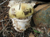 Amanita vernicoccora image