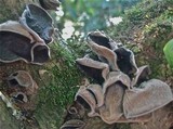 Auricularia nigricans image