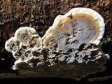 Bjerkandera adusta image