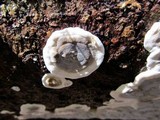 Bjerkandera adusta image