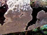 Bjerkandera adusta image