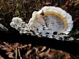 Bjerkandera adusta image
