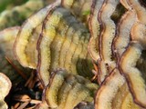 Trichaptum abietinum image