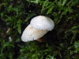 Hemimycena candida image