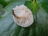 Hemimycena candida image