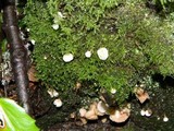 Hemimycena candida image