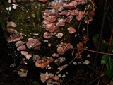 Hemimycena candida image