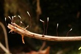 Typhula erythropus image