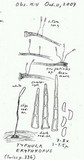 Typhula erythropus image