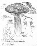 Boletus fibrillosus image