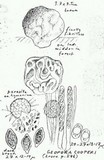 Geopora cooperi image