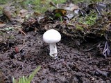 Inocybe whitei image