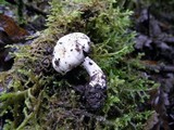 Inocybe whitei image