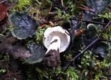 Inocybe whitei image