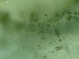 Inocybe whitei image